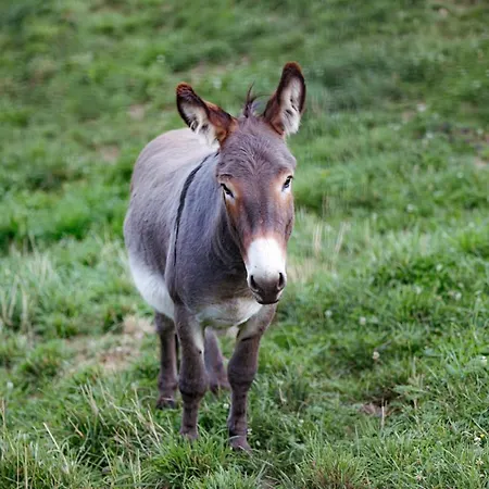 Apartmaji Hocka Koca 公寓 霍茨科波霍尔耶