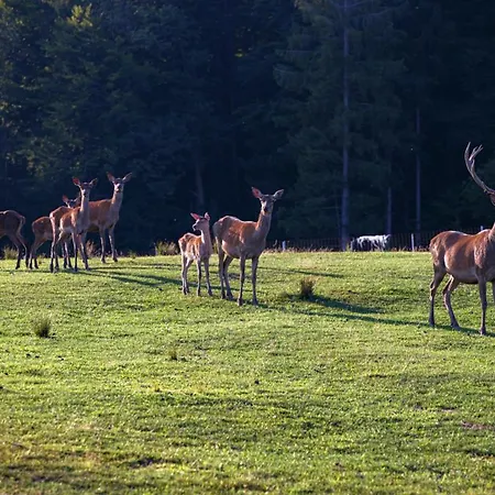 Apartmaji Hocka Koca Hočko Pohorje