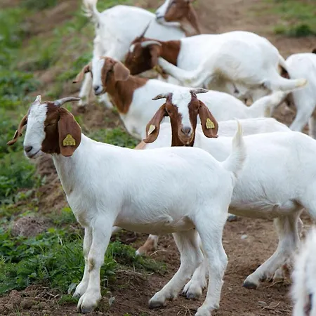 Apartmaji Hocka Koca Apartma