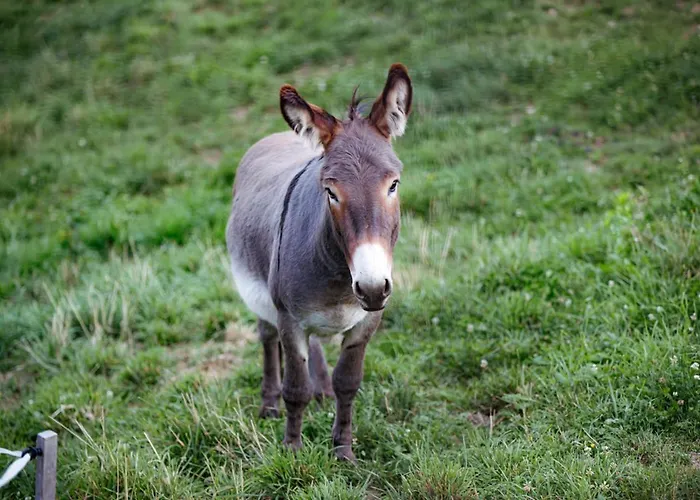 Apartmaji Hocka Koca アパート ホコ・ポホリェ