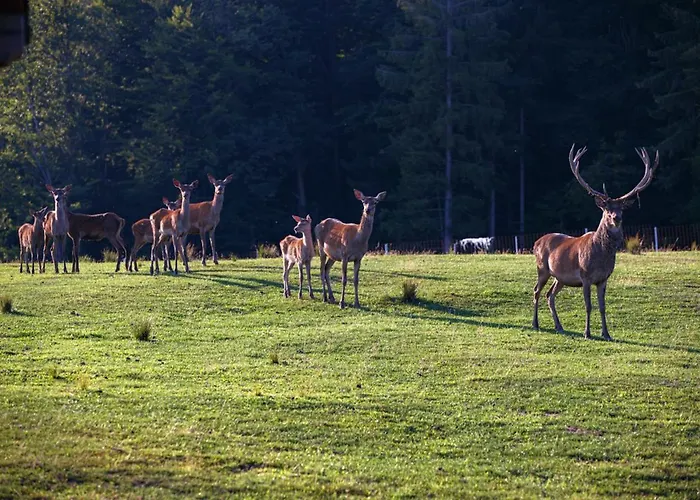 Apartmaji Hocka Koca ホコ・ポホリェ