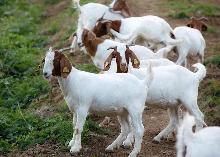 Apartmaji Hocka Koca 公寓